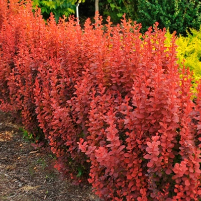 Berberys Erecta