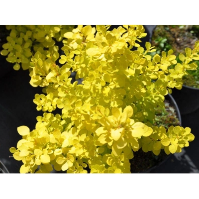 Berberys  Goldialita
