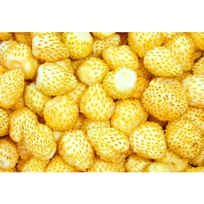 Poziomka Żółta Yellow Wonder