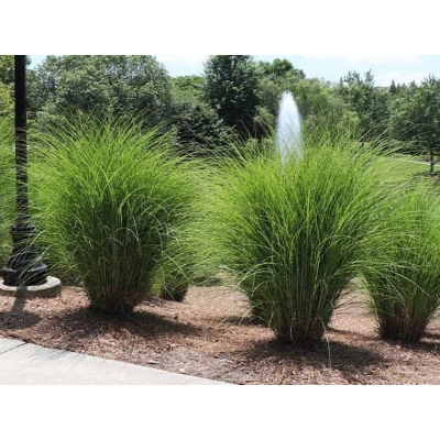 Miskant Chiński Gracillimus