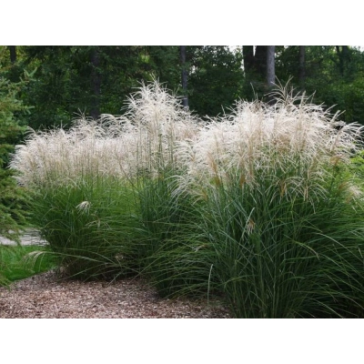 Miskant Chiński Graziella