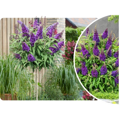 Buddleja davidii na Pniu "Fioletowa"