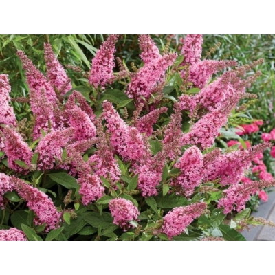 Buddleja davidii na Pniu "Pink Delight"