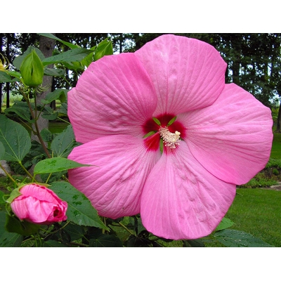 Hibiscus "Pink Giant"