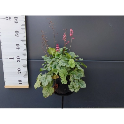 Żurawka Mint Marquess