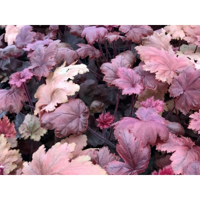 Żurawka  Autumn Leaves