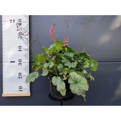 Żurawka  Dale’s Strain
