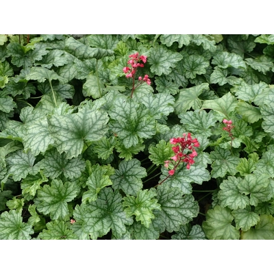Żurawka  Dale’s Strain