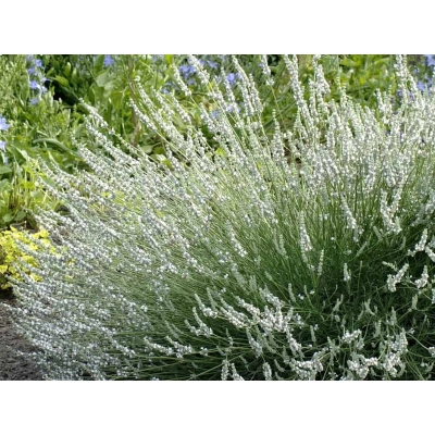 Lawenda Lavandula Biała
