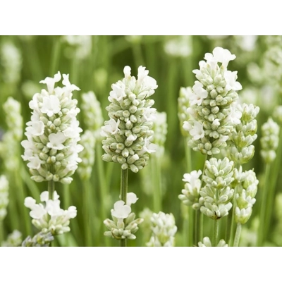 Lawenda Lavandula biała 