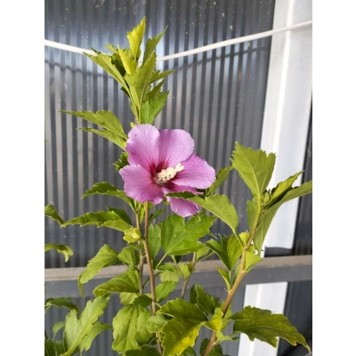 Hibiskus "Pink Giant"