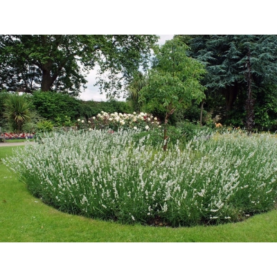 Lawenda Lavandula Biała  "Edelweiss"