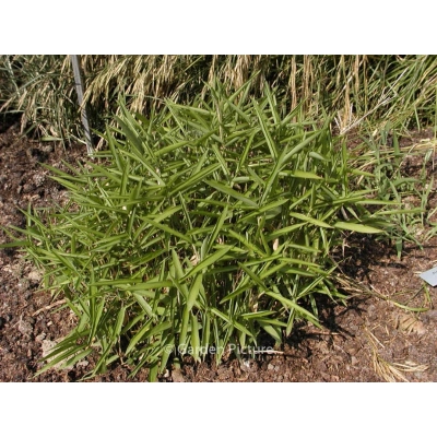 Bambus  okrywowy "Argenteostriatus Pumilus"