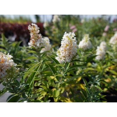 Buddleja daviddi miniaturowa "Butterfly candy little white" PBR