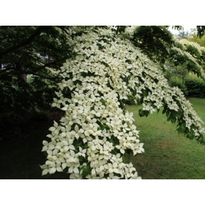 Dereń Kousa 'Tri Splendour'