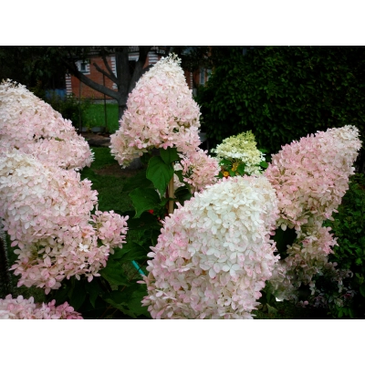 Hortensja Hydrangea paniculata "Phantom"