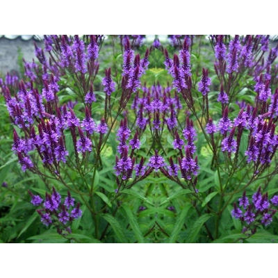 Werbena "Hastata"
