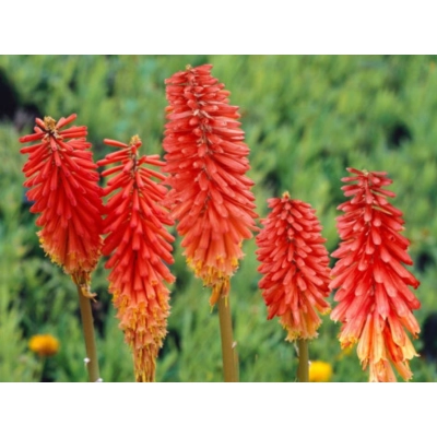 Trytoma  "Nancy Red"
