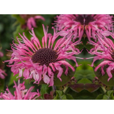 Pysznogłówka Ogrodowa 'Monarda' Cambridge scarlet