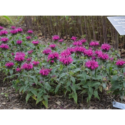 Pysznogłówka Ogrodowa 'Monarda' Blue mon