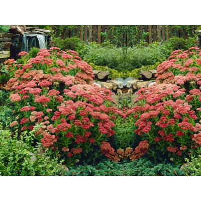 Rozchodnik Ogrodowy "Herbstfreude"