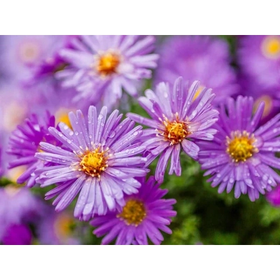 Aster - Marcinek 'Fioletowy"