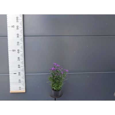 Aster - Marcinek 'Fioletowy