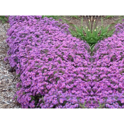 Aster - Marcinek 'Fioletowy