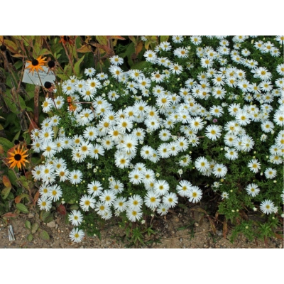 Aster - Marcinek 