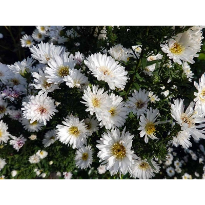 Aster - Marcinek "Biały"