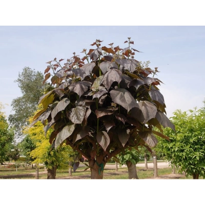 Katalpa Na Pniu Szczepiona "Purpurea"