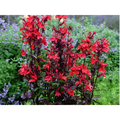 Lobelia Czerwona