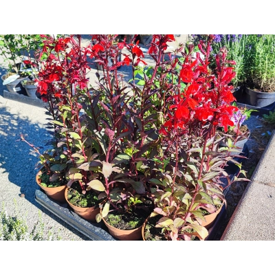 Lobelia Czerwona