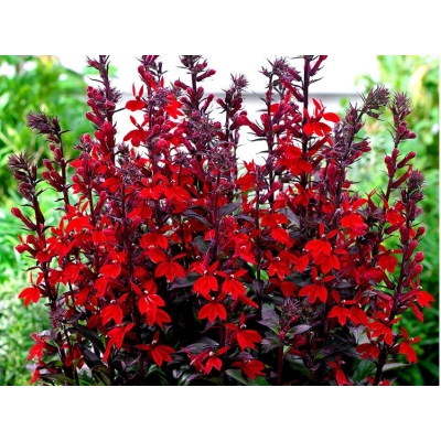 Lobelia Czerwona