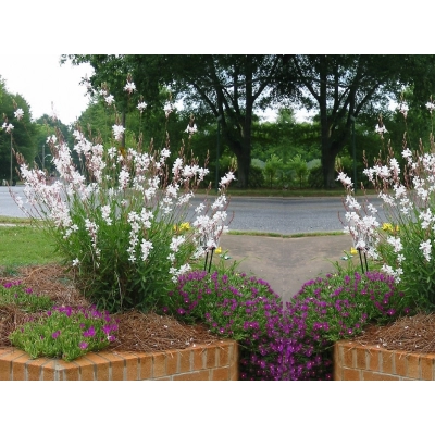 Gaura Biała