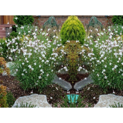 Gaura Biała