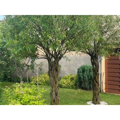 Wierzba Pleciona 170-180cm