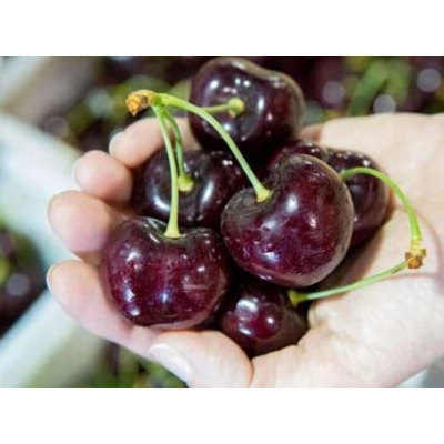 Czereśnia karłowa Prunus avium 'Bawole Serce'