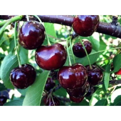 Czereśnia kolumnowa Prunus avium 'Burlat'