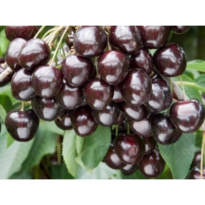 Czereśnia kolumnowa Prunus avium 'Kordia'
