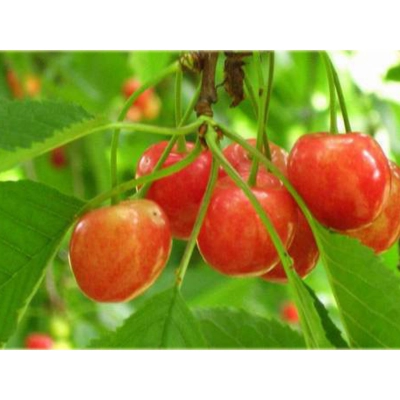 Czereśnia kolumnowa Prunus avium 'Miodówka'