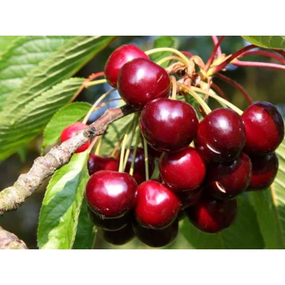 Czereśnia kolumnowa Prunus avium 'Van'