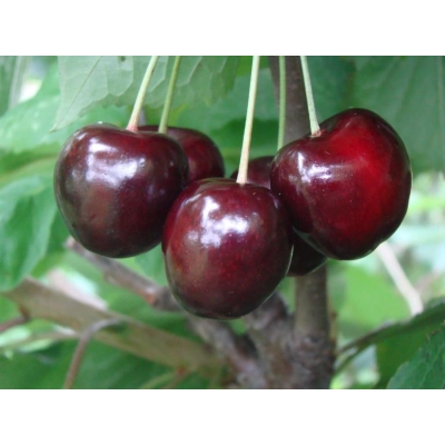 Czereśnia kolumnowa Prunus avium 'Siestronka'