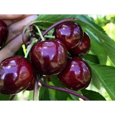 Czereśnia kolumnowa Prunus avium 'Karesowa'