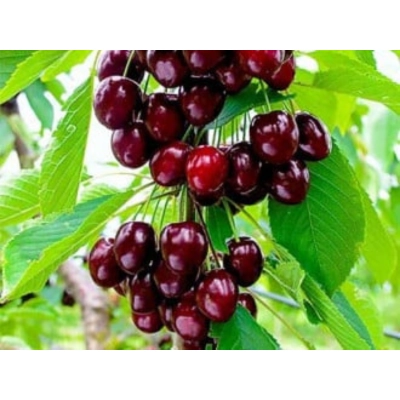 Czereśnia kolumnowa Prunus avium 'Queen Marry'