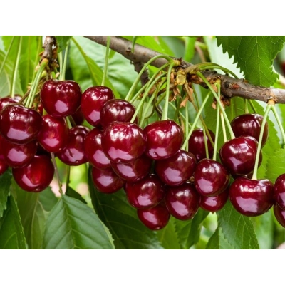 Czereśnia kolumnowa Prunus avium 'Rivan'