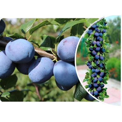 Śliwa kolumnowa Prunus 'Top Hit'