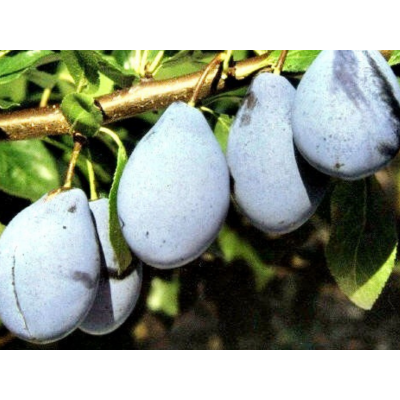 Śliwa kolumnowa Prunus 'Stanley'
