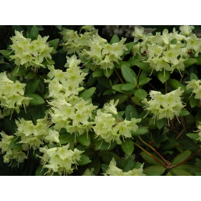 Różanecznik, Rhododendron "Princess Anne"