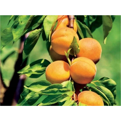 Morela kolumnowa Prunus armeniaca 'Białoruska' - ODPORNA